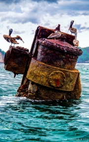 Pelicans at Wreck