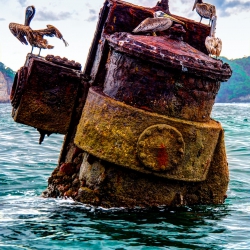 Pelicans at Wreck