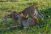 South Africa-34